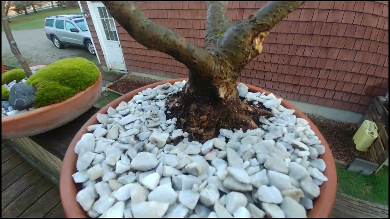 Bonsai Bench Spring Setup Final Tour