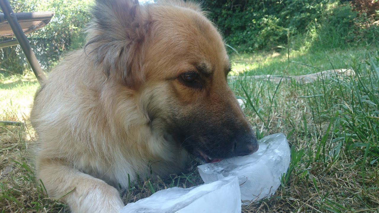 4 Ways To Keep Your Dog Cool This Summer