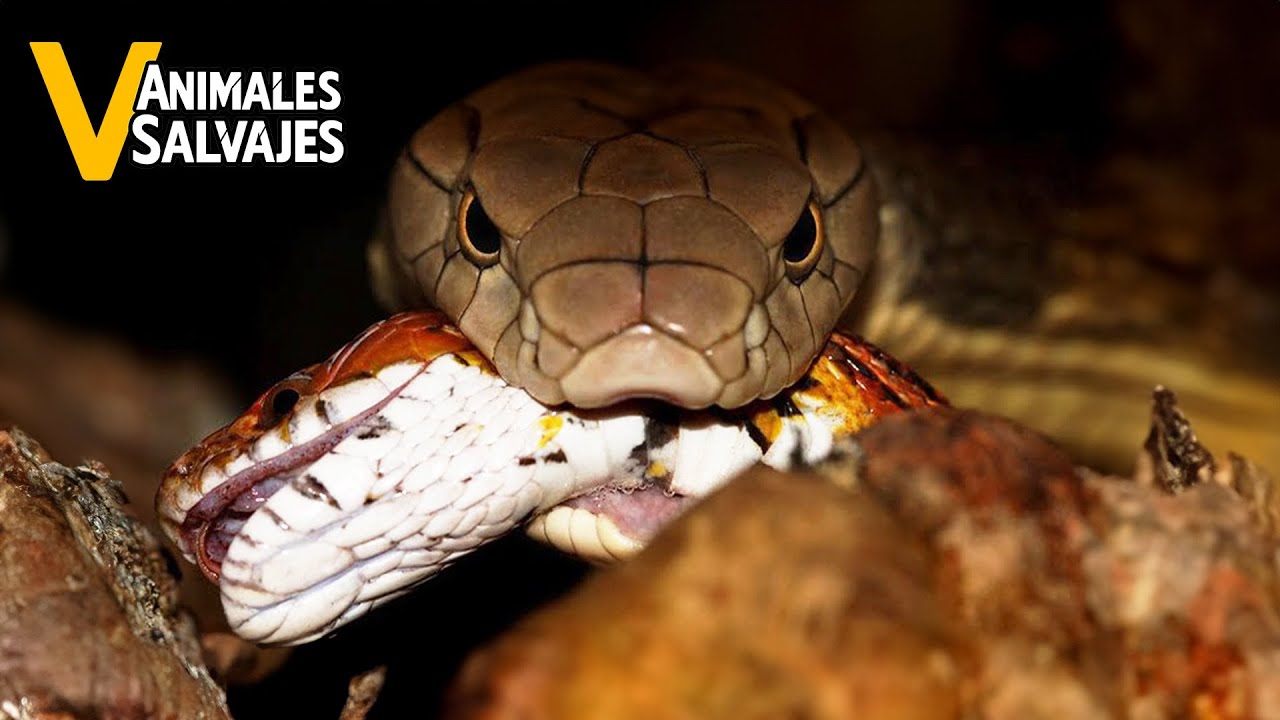 Ataques de Serpientes M&aacute;s Incre&iacute;bles Jam&aacute;s Captados en C&aacute;mara | Animales Salvajes