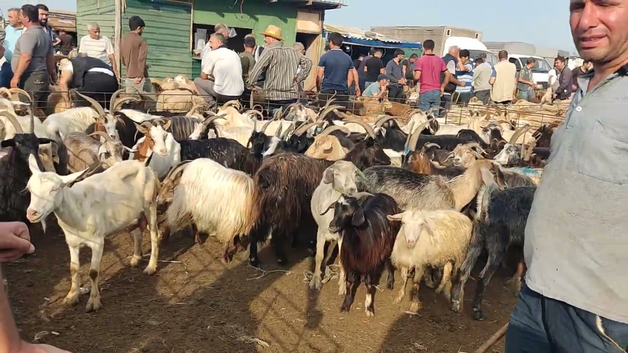 Bərdə qoyun bazarl 14.06.2024.050.571.71.57