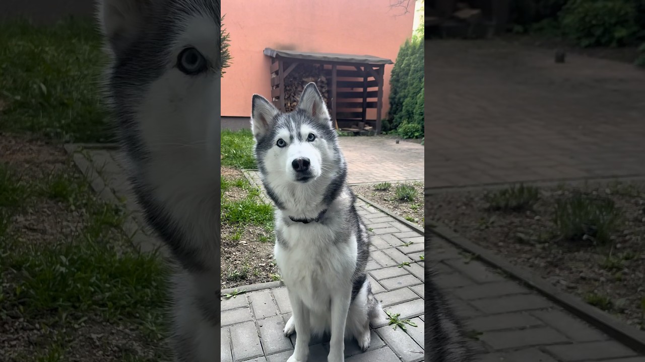 Why Huskies Talk Like Humans 🐺 | Real Reason Behind The Drama 