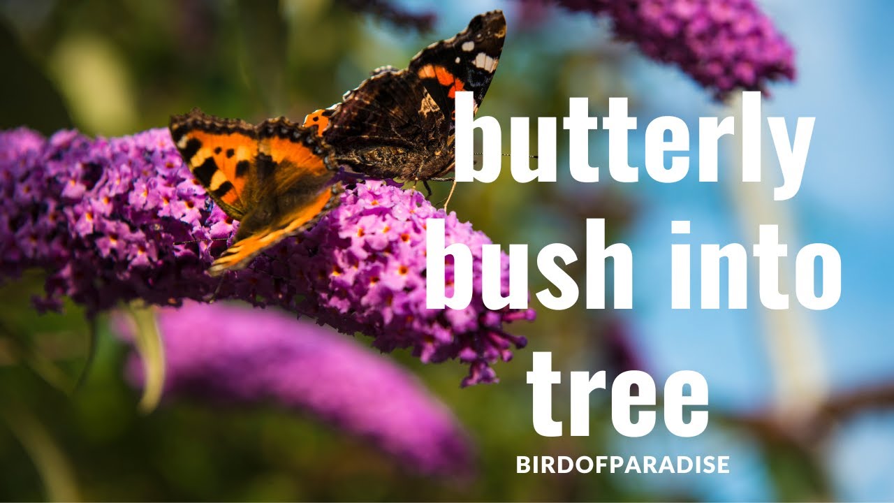 How to Turn a Butterfly Bush into a Tree (Buddleia) | IN LESS THAN 4 MINUTES!| BirdofParadise