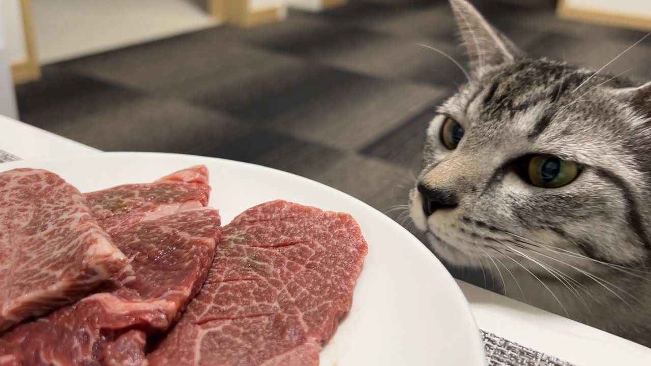 猫が初めて高級な牛肉を生で食べたら大変な事になりました