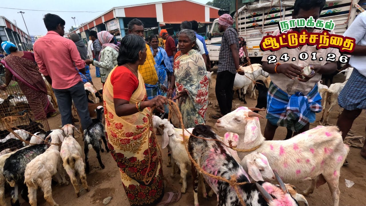 24.01.2026 நாமக்கல் – ஆட்டுச்சந்தை Price Update ! Tamil |  Nadu Goat Market |  | Goat Farming