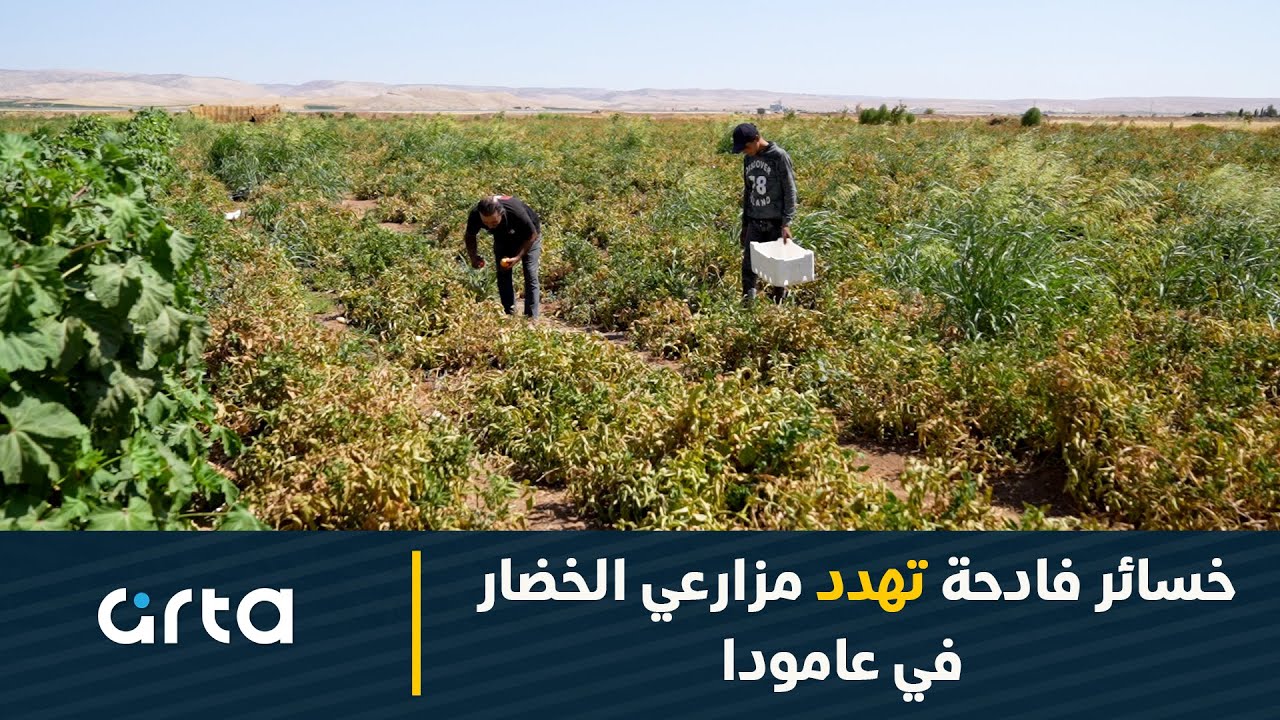 خسائر فادحة تهدد مزارعي الخضار في عامودا