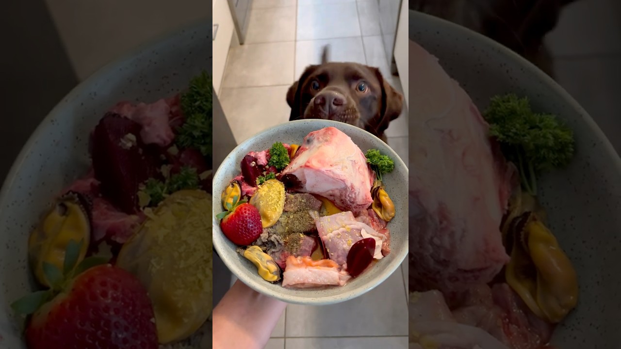 Brisket bones make the best sounds! #rawfeeding #dogasmr #dogmukbang
