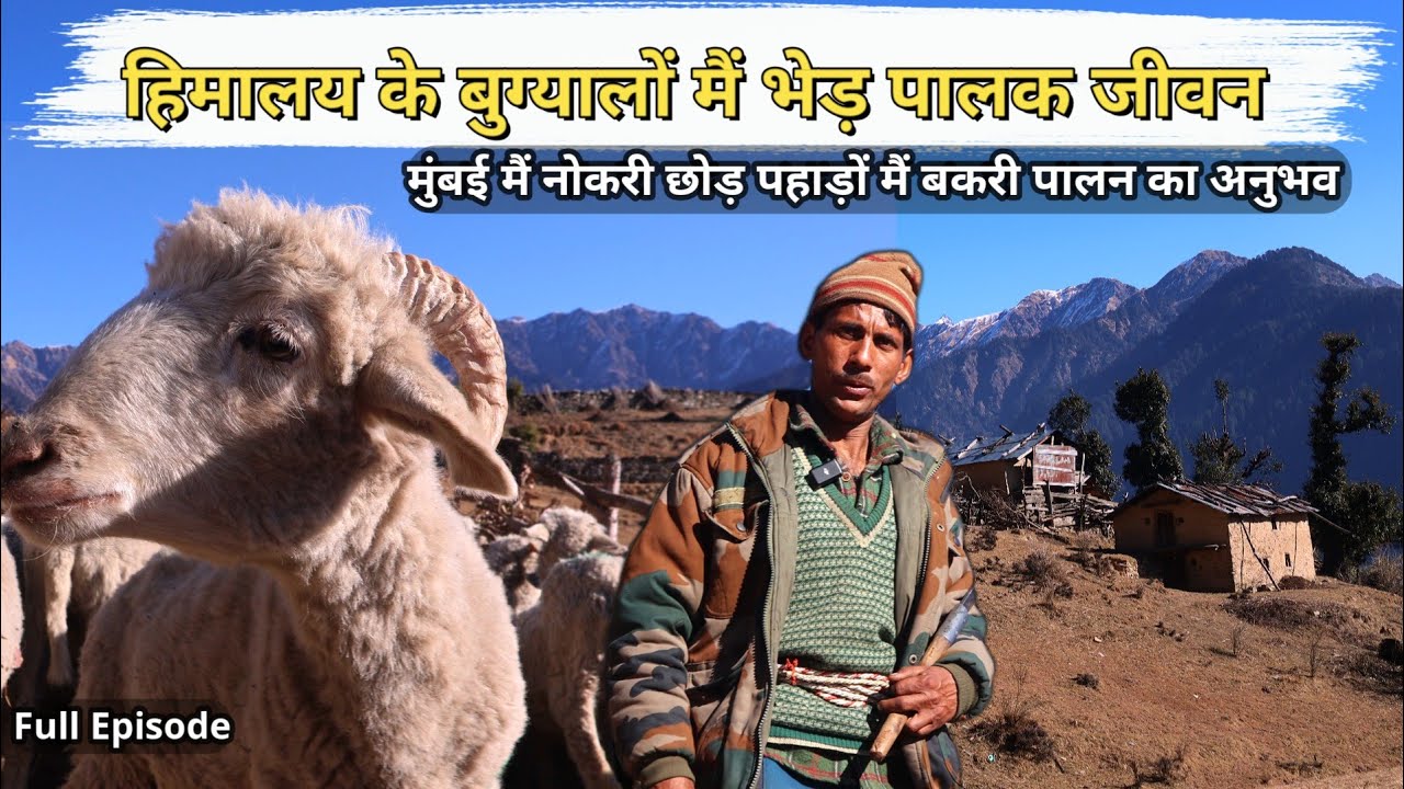 बुग्यालों में पशुपालकों के घरों की अद्भुत दुनिया, जीवन और पशुपालन का अनुभव: जंगलों में 12 महीने।