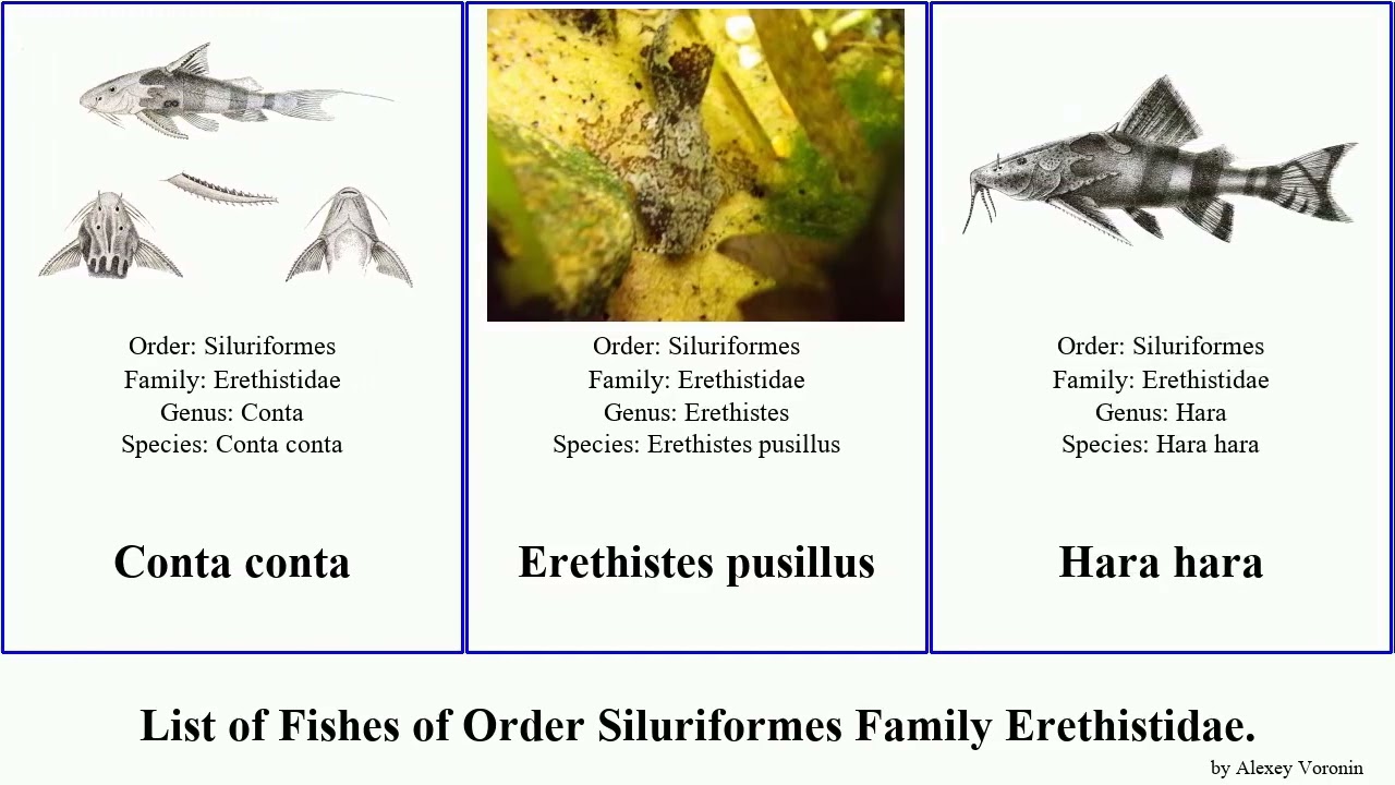 List of Fishes of Order Siluriformes Family Erethistidae. hara conta pusillus Large Mood Staf Nico