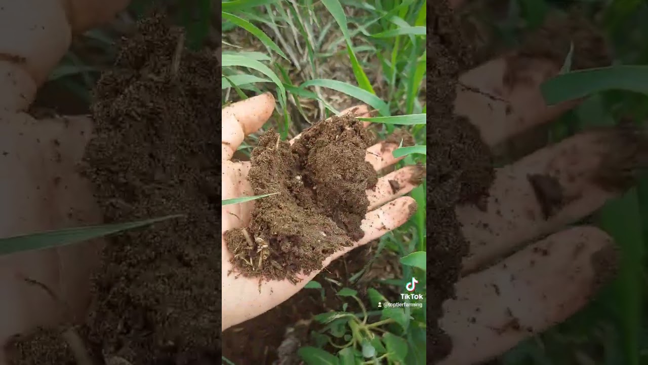 Creating yield potential on sandy soil