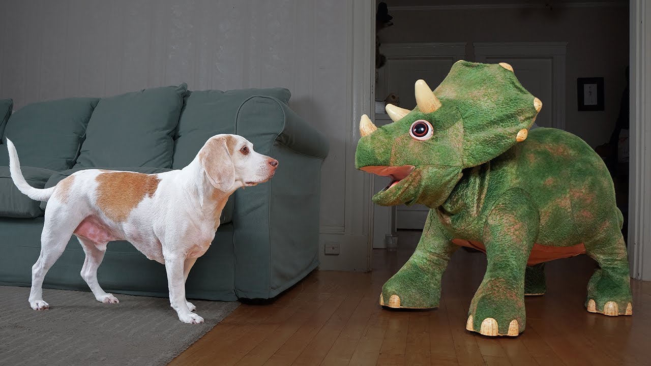 Dogs vs Dinosaurs: Funny Dogs Maymo, Potpie & Penny & Triceratops