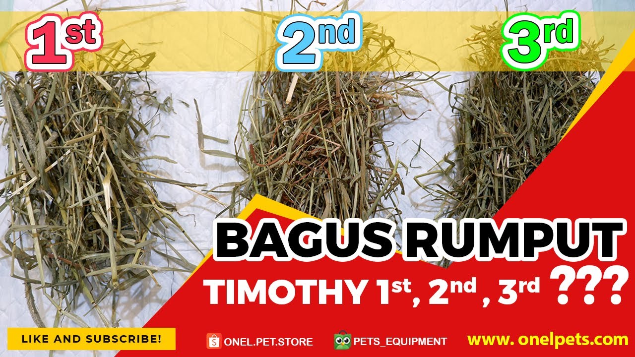 PERBEDAAN TIMOTHY 1ST, 2ND & 3RD | REVIEW RUMPUT HAY TIMOTHY HAY BY SMALL PET SELECT