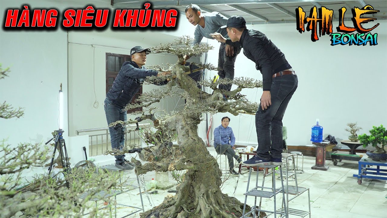 Nam Lê phục chế cây sanh siêu khủng giúp e Hùng Vũng Tàu | NamLe Bonsai