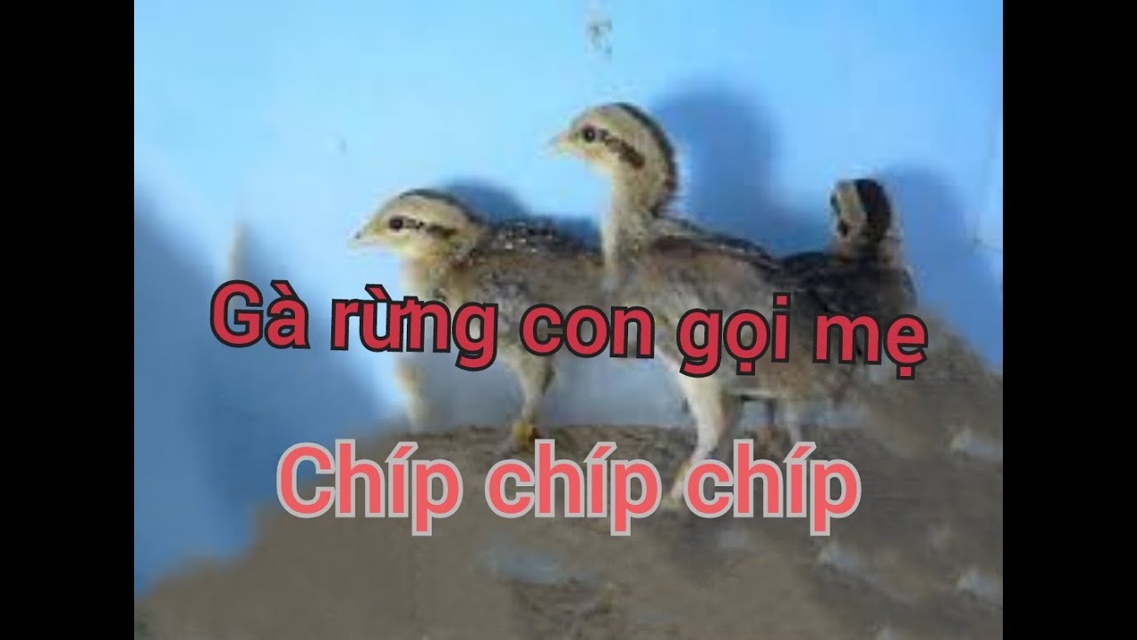 Gà rừng con gọi mẹ