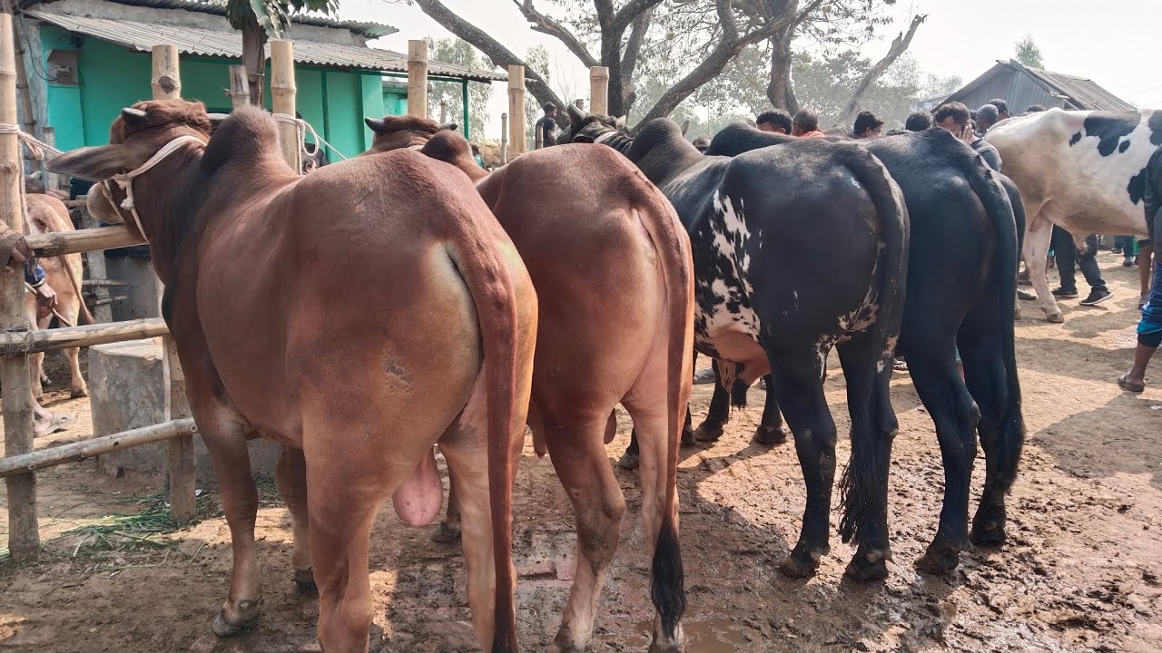১৬/১/২৬/হাই কোয়ালিটি শাহীওয়াল গিরগরু বাজার দর জানুন কোরবানির টার্গেটে01773949974