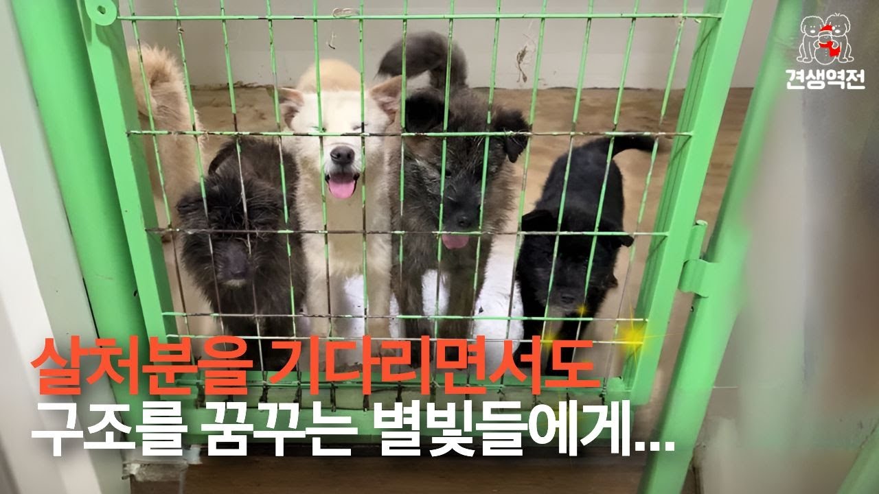 살처분을 기다리면서 구조되기를 꿈꾸는 별빛들에게 새로운 견생을 선물합니다. #부안군보호소 #유기견 #강아지
