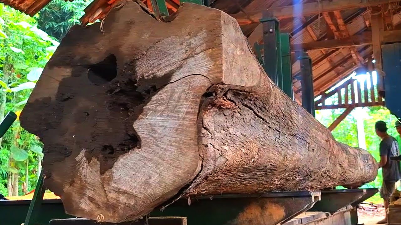 Extreme length teak wood cutting at the sawmill 