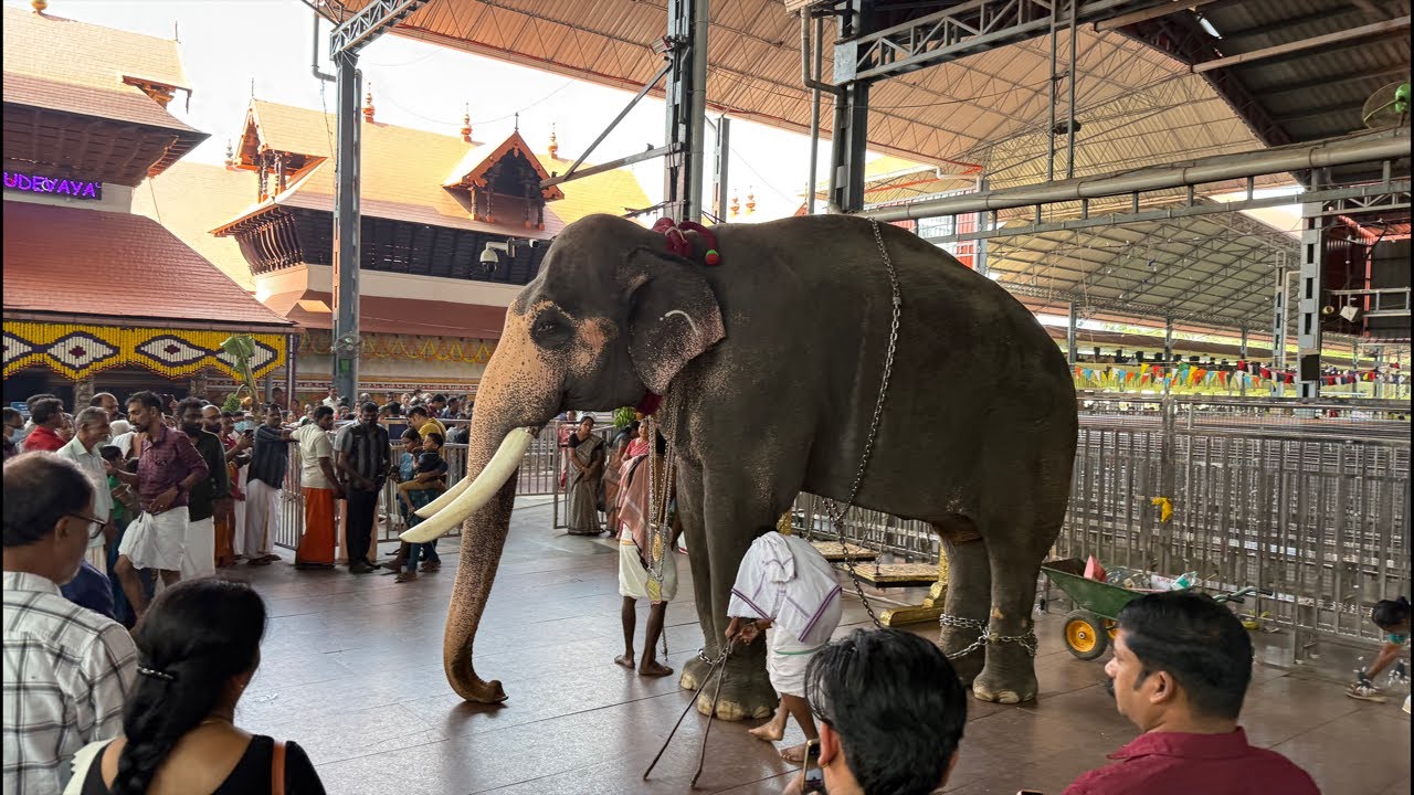 Guruvayur temple live ദീപസ്തംഭത്തിൽ വിളക്ക് തെളിഞ്ഞു  Guruvayur Temple deepaaraadhana 15/01/2025.