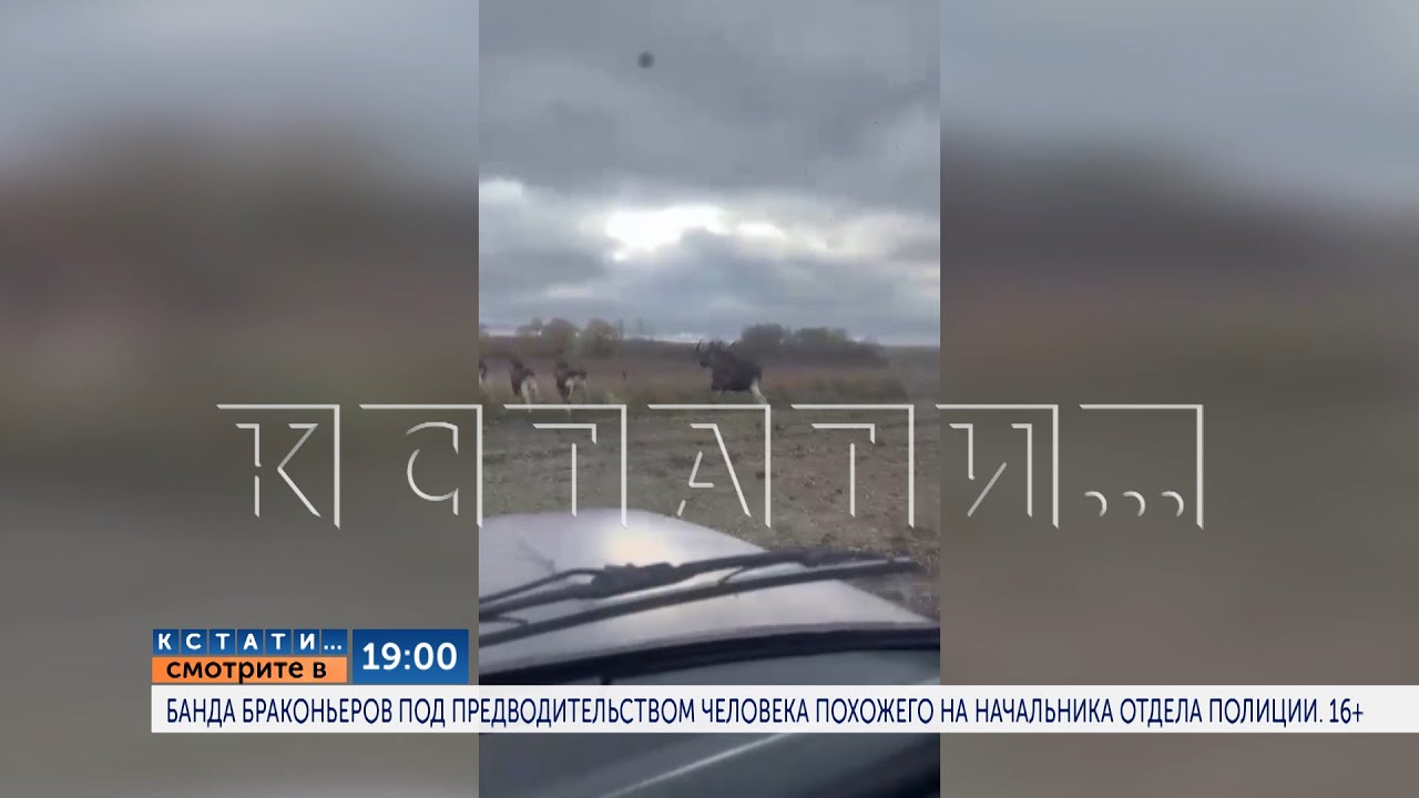В 19.00 : Банда браконьеров под предводительством человека похожего на начальника отдела полиции