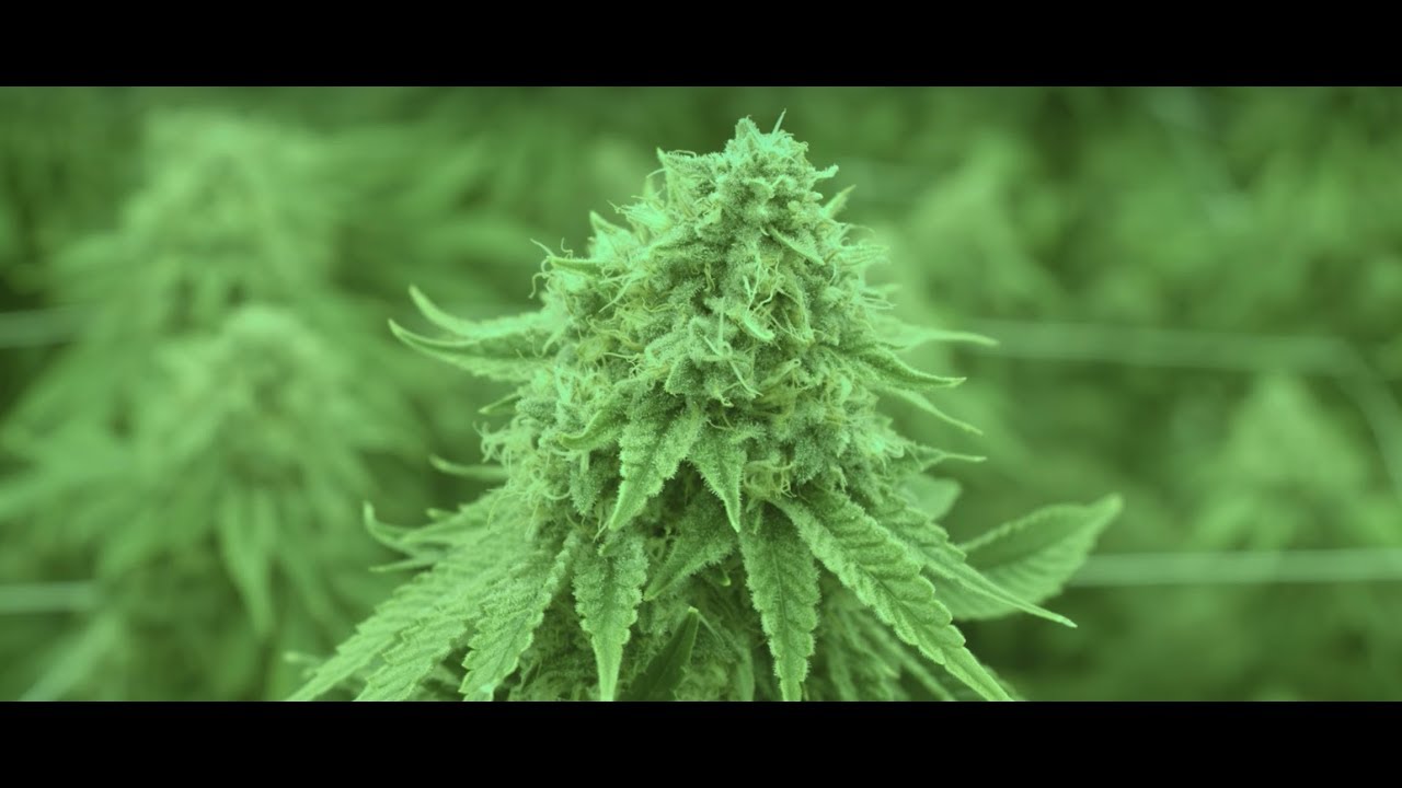 SITE TOUR: Cronos Group Inc (NASDAQ:CRON) Cannabis Production Backstage Pass