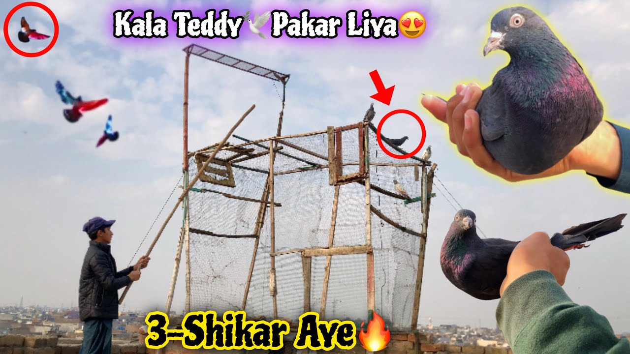 3-Shikar Agay 🕊️Zakh Kala Teddy Kabotar Pakr Lea 😍