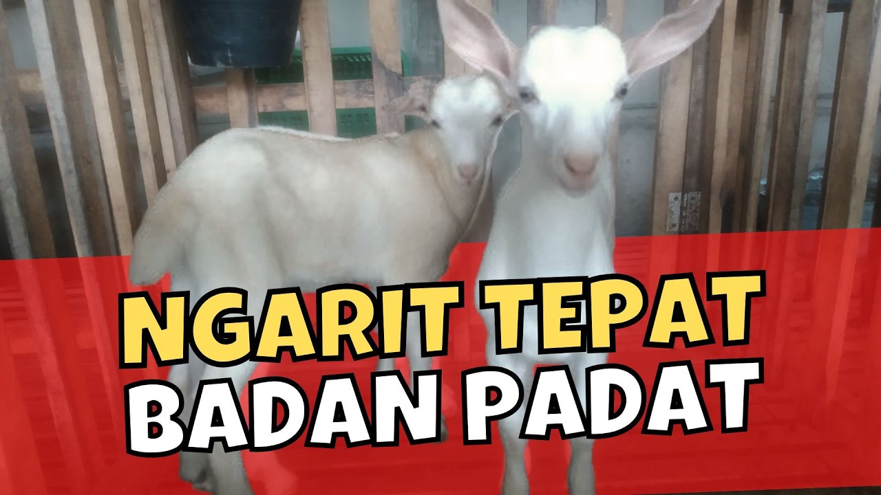 Cara Ternak Kambing Full Ngarit Agar Cepat Gemuk‼️