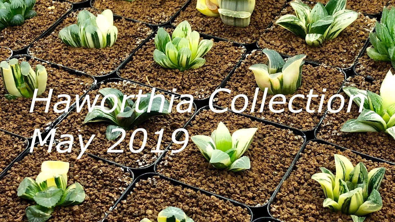 Variegated Haworthia Collection May 2019
