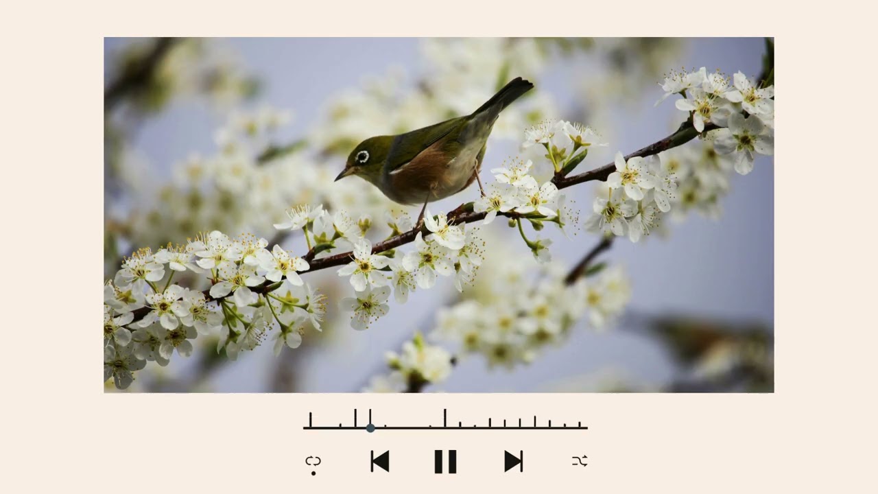 Morning Bird LoFi ☀️ Gentle Study Beats for a Calm & Focused Start