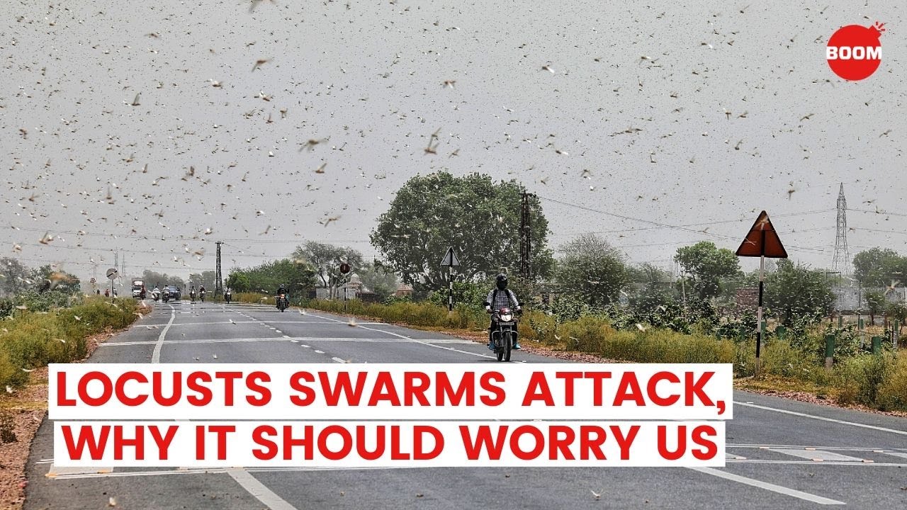 Locust Swarms Attack - Why It Should Worry Us | BOOM