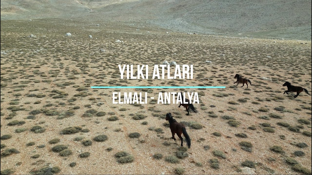 Yılkı Atları - Elmalı - Antalya (Wild Horses) (Dji mini 3 pro)