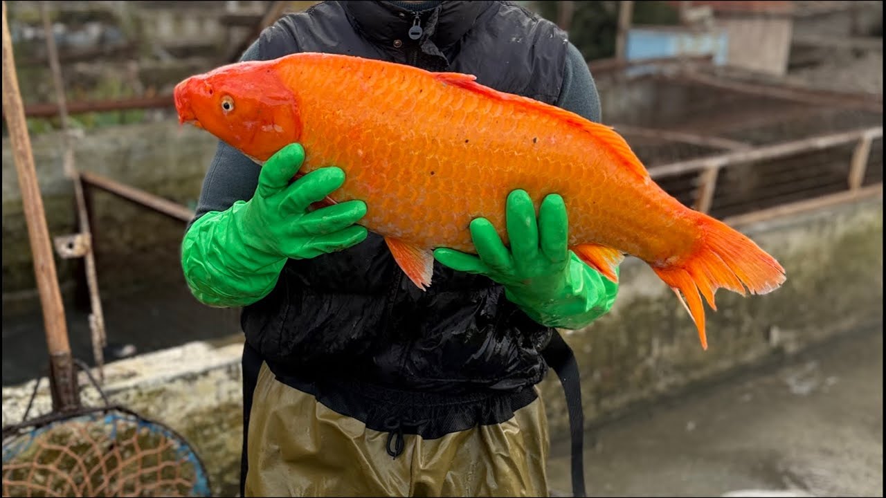 Star_fishss в прямом эфире! ozbekistonda yagona baliq ombor