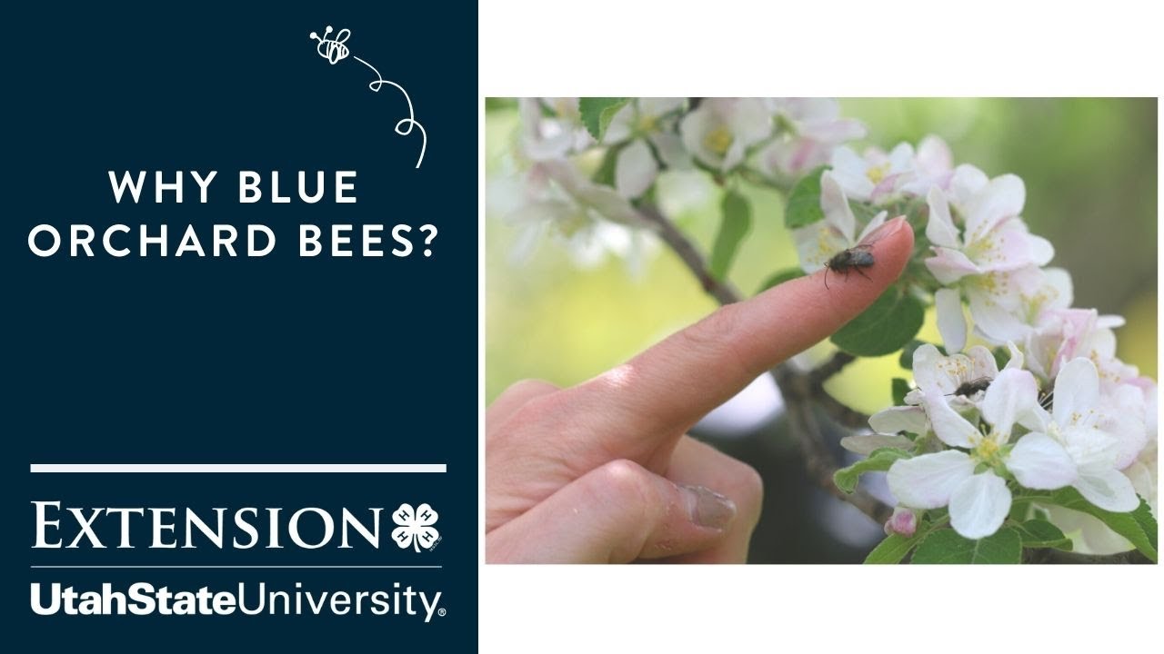 Why Blue Orchard Bees?
