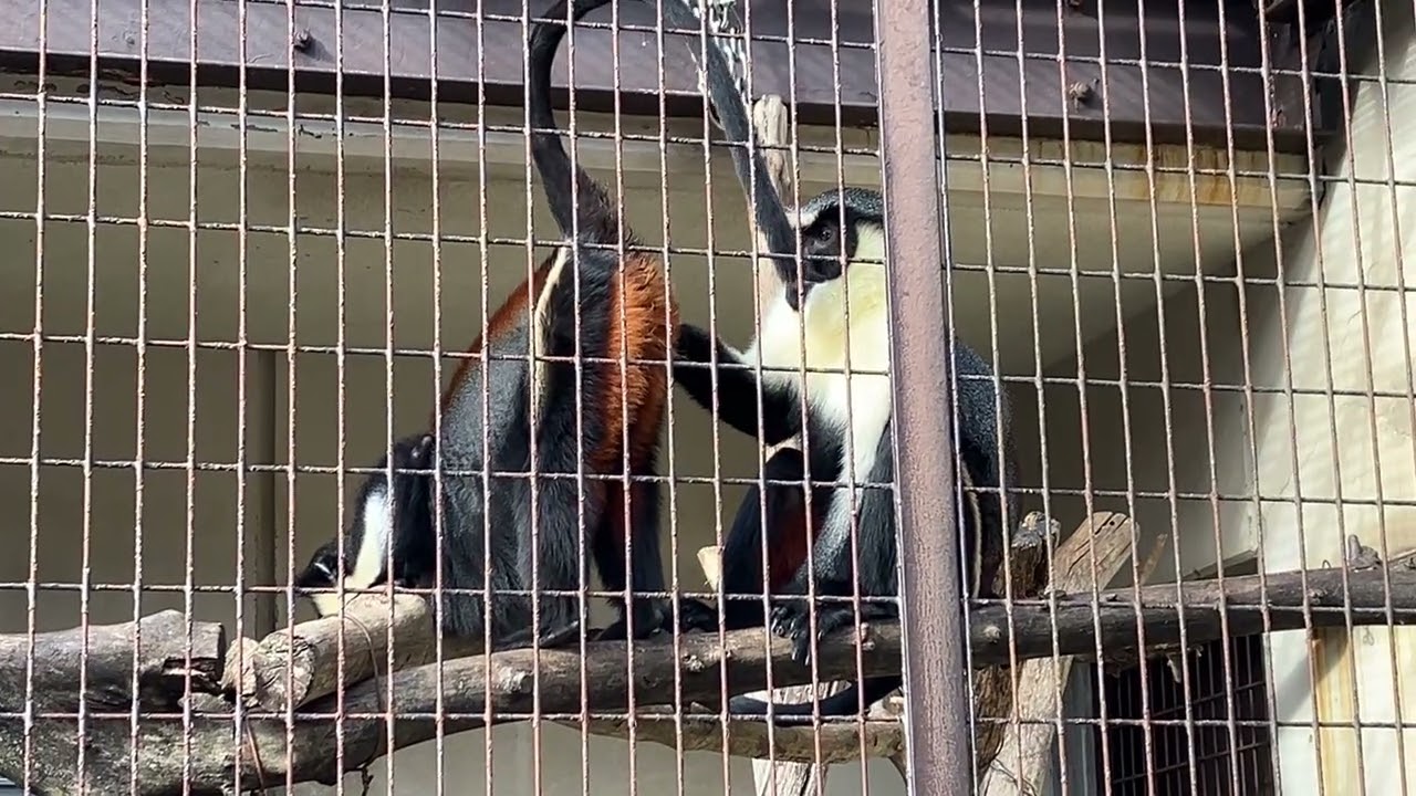 とべ動物園ダイアナモンキー　2026/1/18