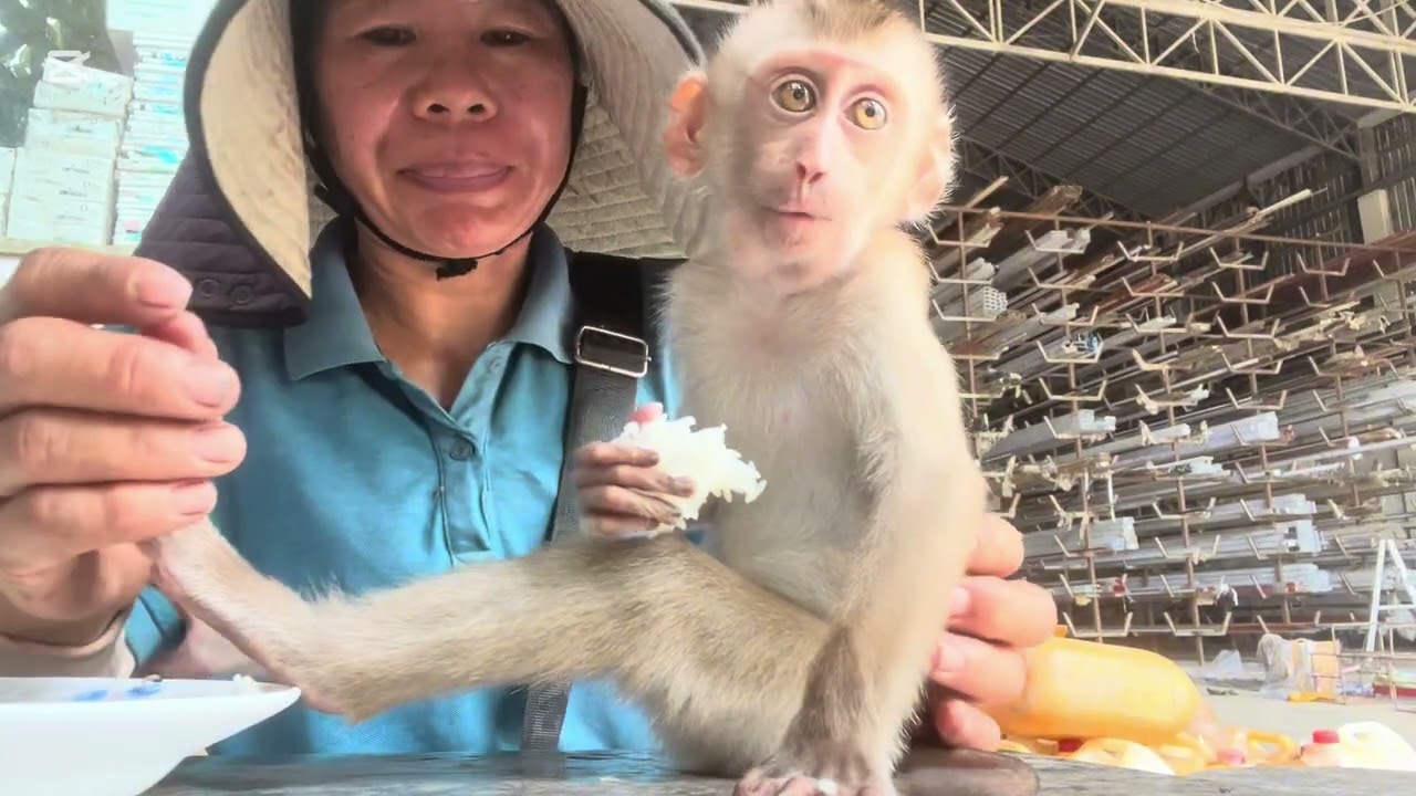 Mary eats rice #animals #monkey #asmr