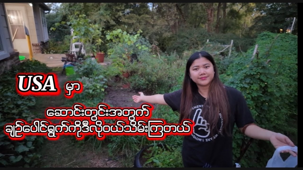 USAက ကချင်လူမျိုးအမတစ်ယောက်ရဲ့စိုက်ခင်းထဲမှာချဉ်ပေါင်ရွက်သွားဝယ်။စျေးကြီးမလား ပေါမလား??