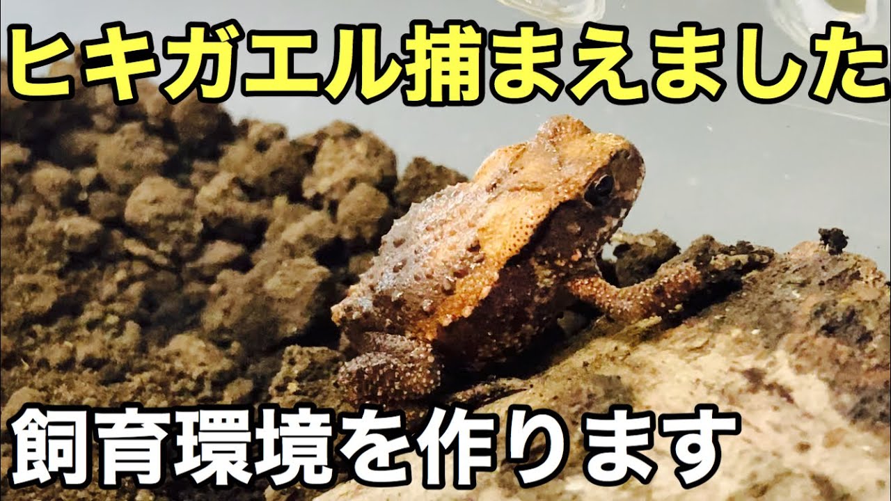 赤ちゃんヒキガエルを捕まえました。飼育環境を作ります【両生類】初めてのカエル