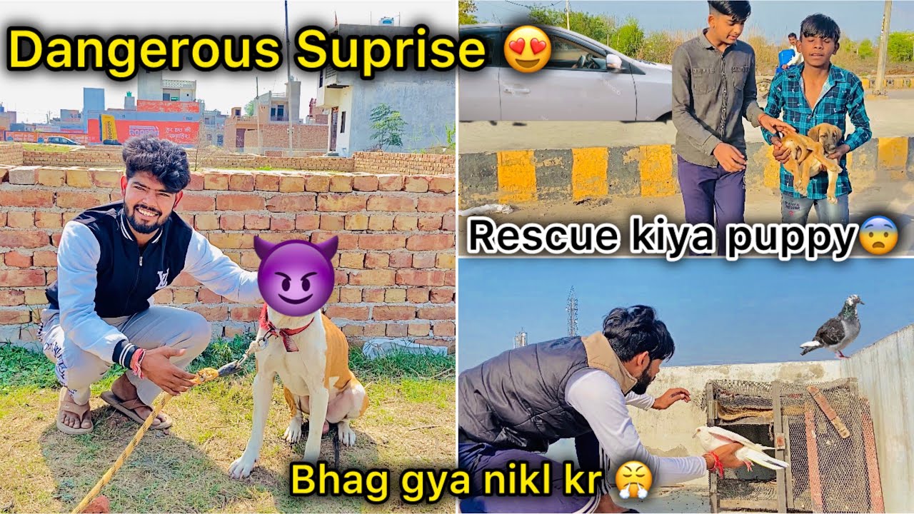 Omg 😳 sher jaisa dog kharid liya 🦁 ( New pigeon aakr baitha 🕊️