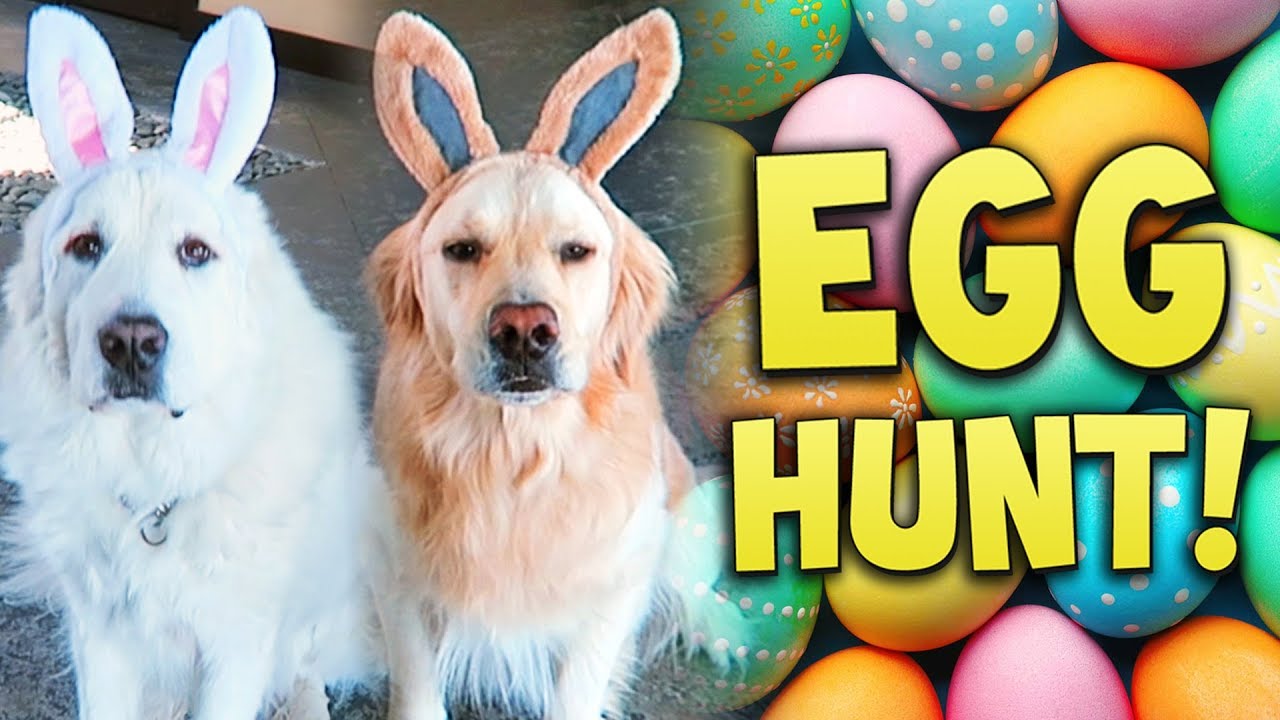 DOG EASTER EGG HUNT AND EGG CHALLENGE! (Super Cooper Sunday #138)
