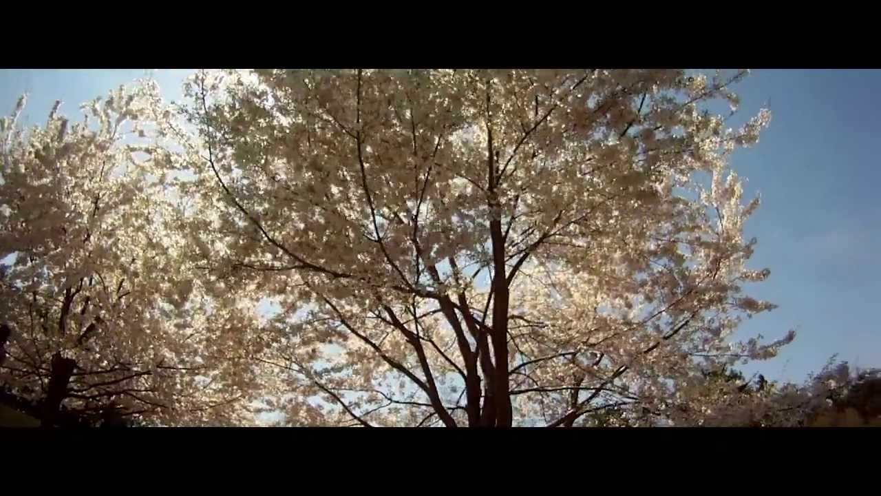 Spring Flowering Trees
