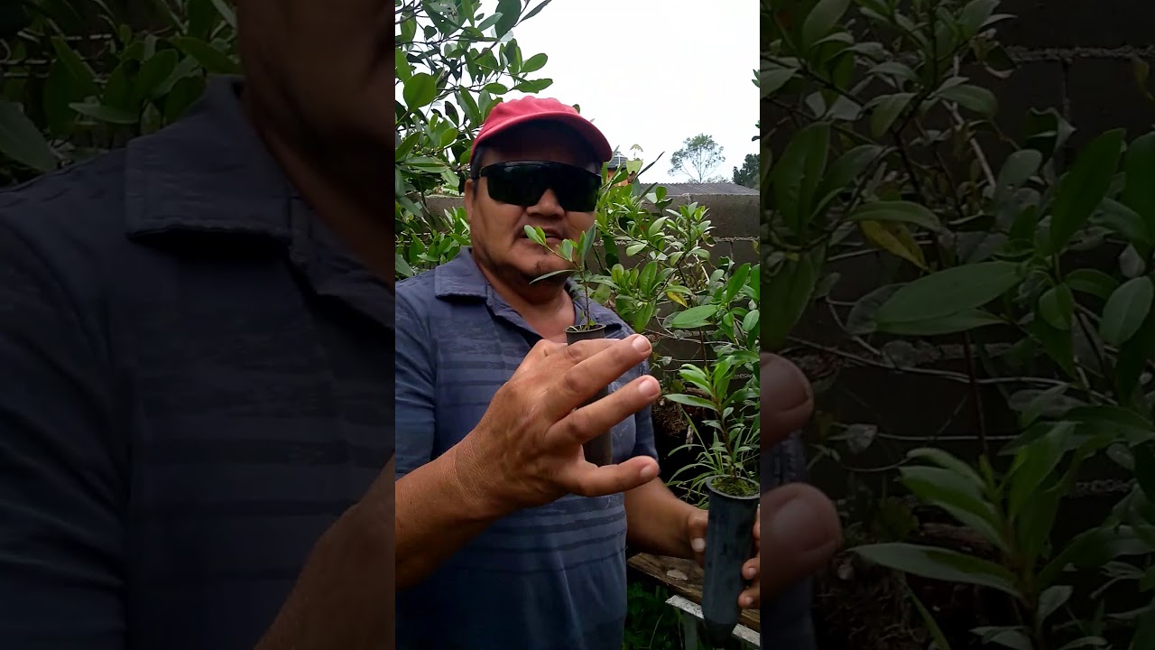 Mudas de cataia 🌿, uma excelente dica para quem não tem espaço 🏠. Confira nossas dicas.😀🙏.