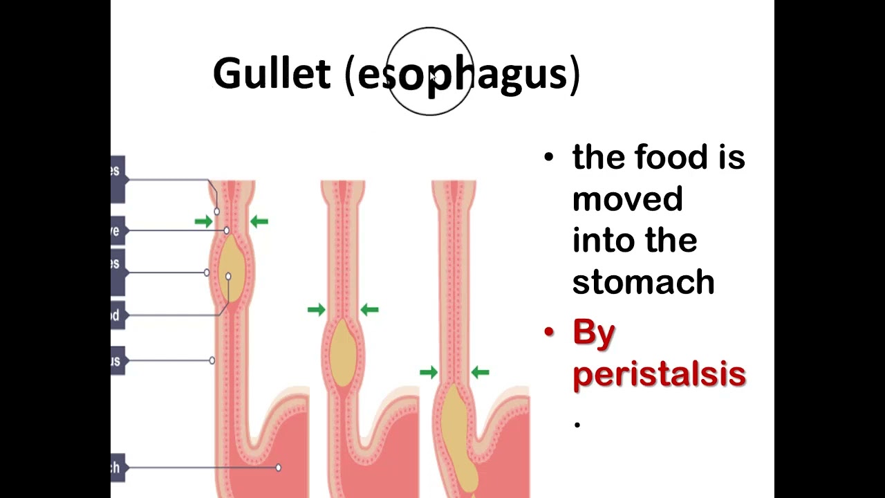 Digestive system p1 (Habdhiska Dheefshiidka Q1aad