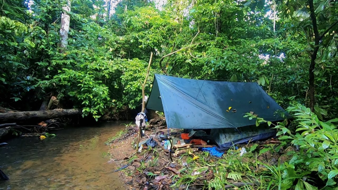 Camping di hutan kalimantan berburu ikan di guyur hujan panen ikan lele & mengolah hasil ikan buruan