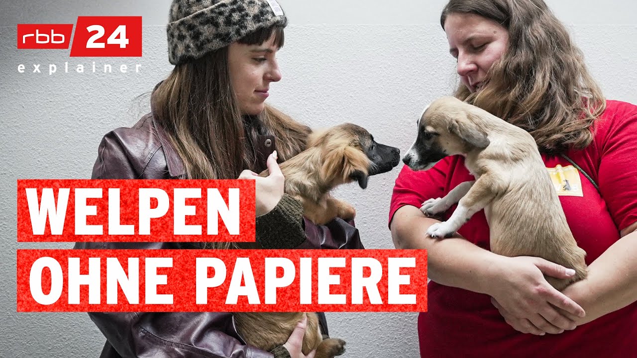 Wie läuft krimineller Welpenhandel ab? | rbb24 explainer