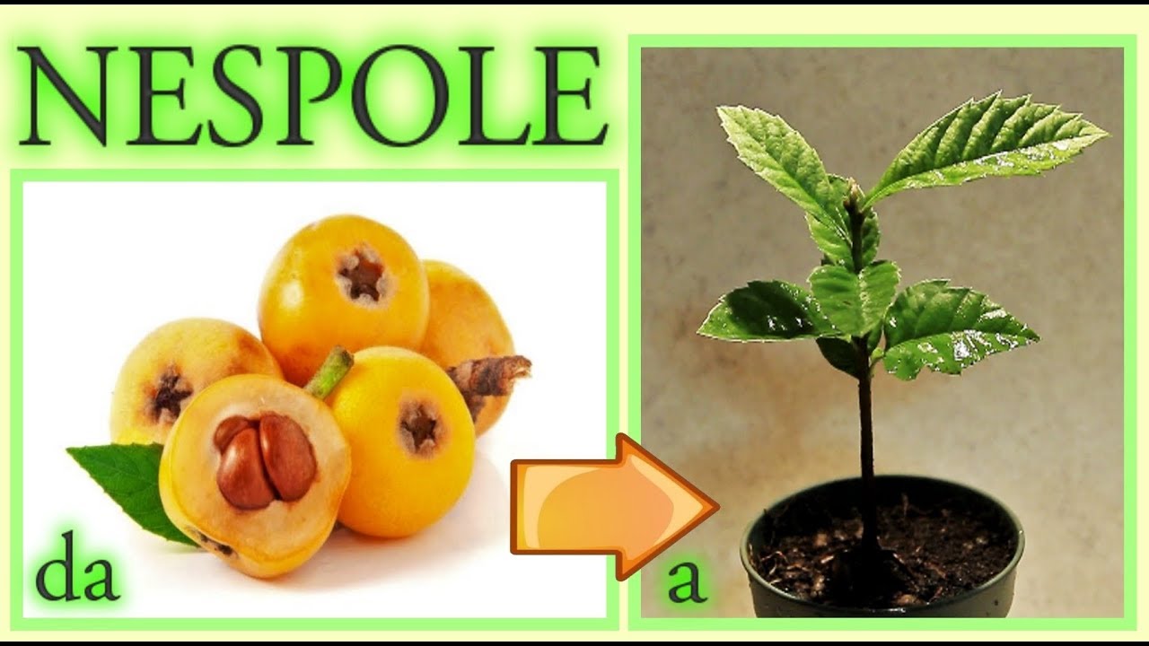 мушмулы, роди растение из семян