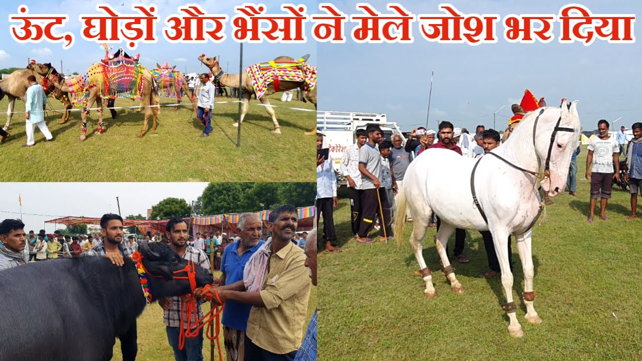 ऊंट, घोड़े, भैंसों की जोरदार नस्ल की प्रतियोगी से रोमांचित हुए लोग / Pabolav Pashu Mela 2024