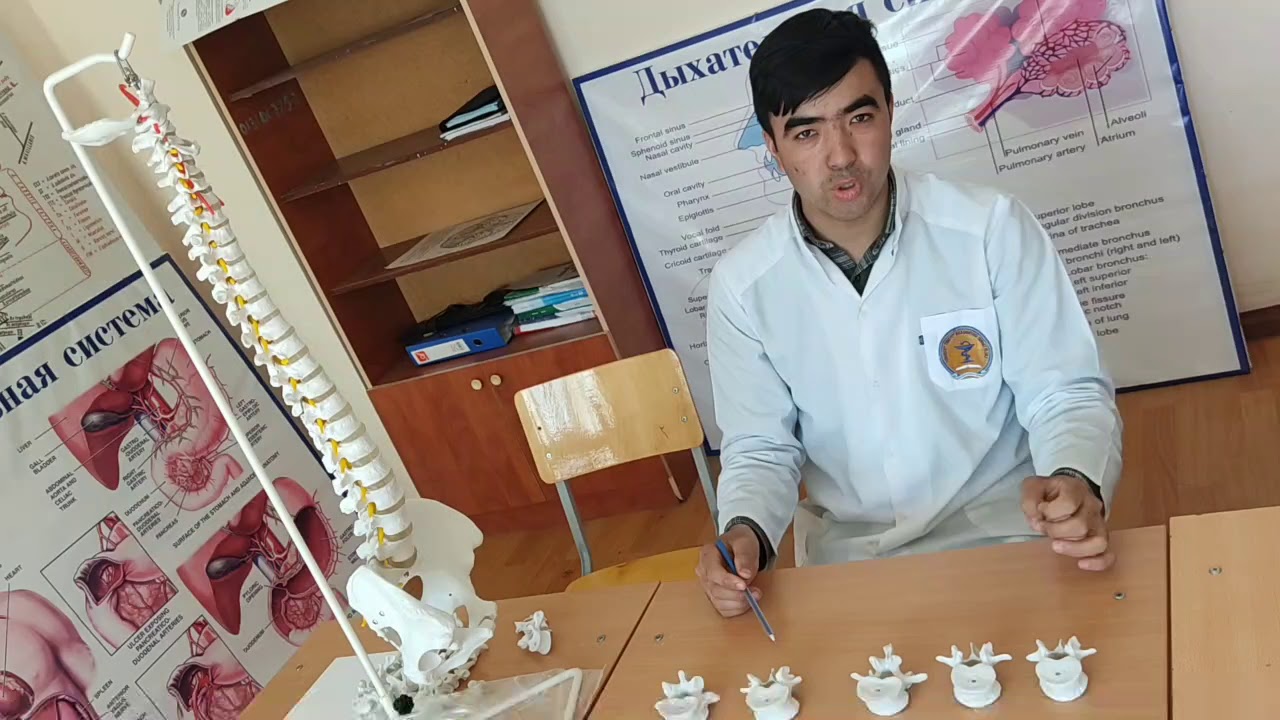 Bel umurtqalari. Boʻyin koʻkrak va bel umurtqalarining farqlari. Бел умурткалари