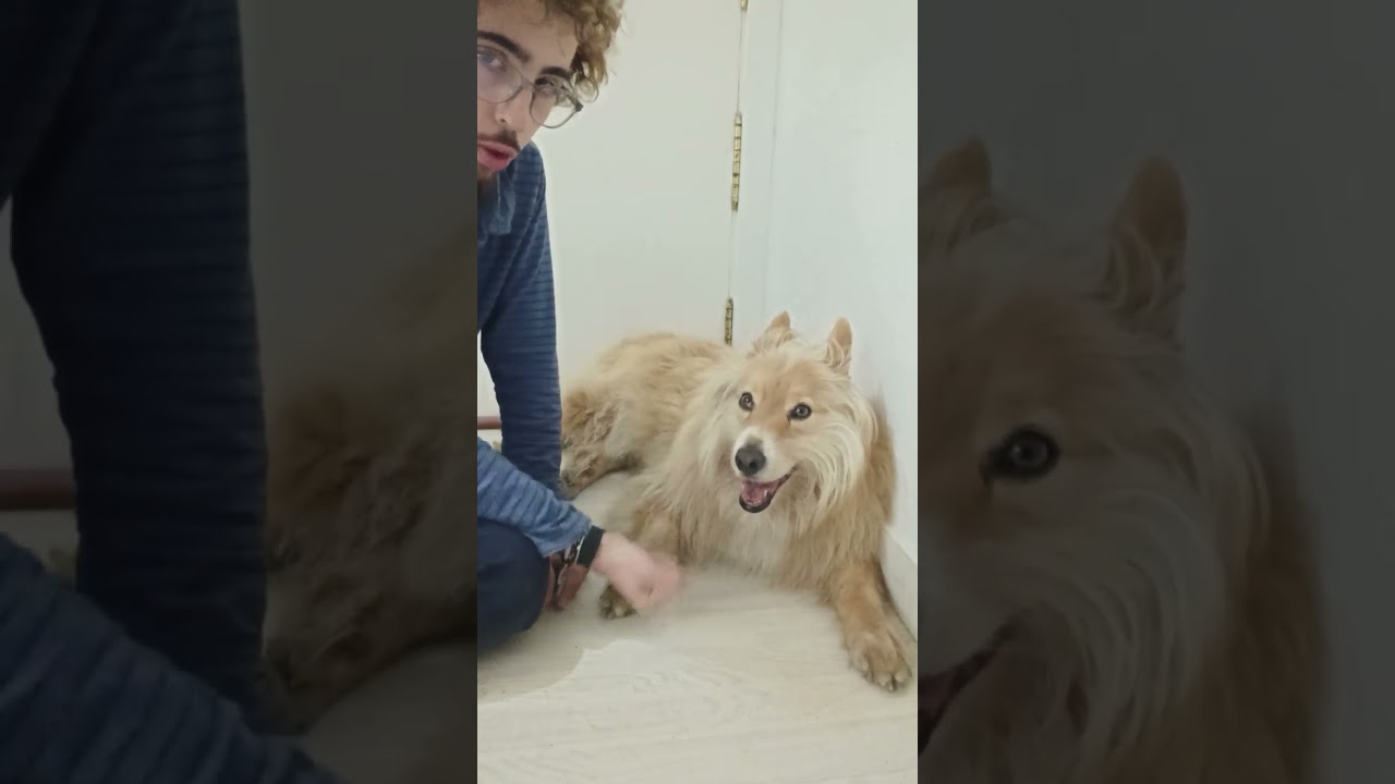 Video relajante de dino
