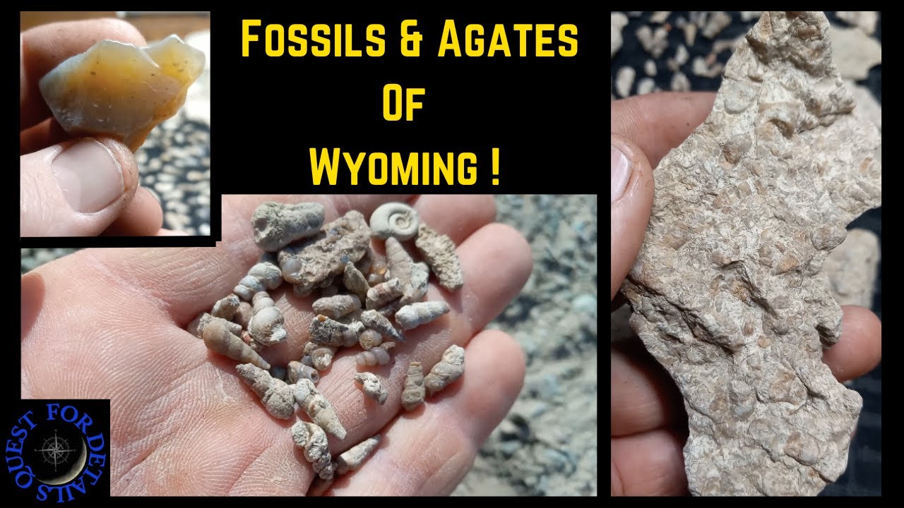 Fossils & Agates Of Wyoming - First Part - #rockhounding -  By : Quest For Details