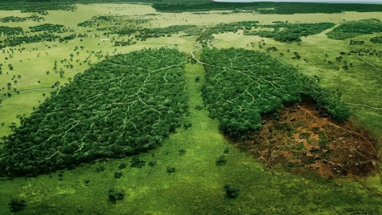 Deforestation trailer