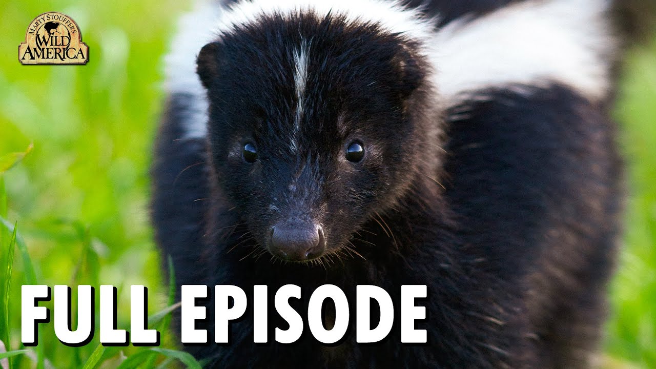 Wild America (1992) | S11 E9 'Those Smelly Skunks' | Full Episode | FANGS