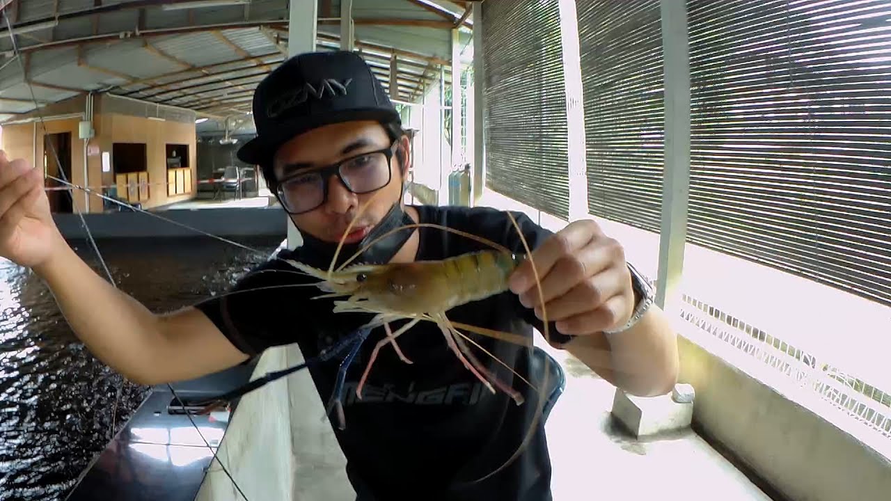 udang galah kolam hulu langat